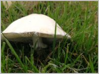 Seidiger Egerlingsschirmling - Frontalansicht. Der Ring geht etwas nach unten und ist relativ eng zum Stiel. Er kann auch vergänglich sein. 